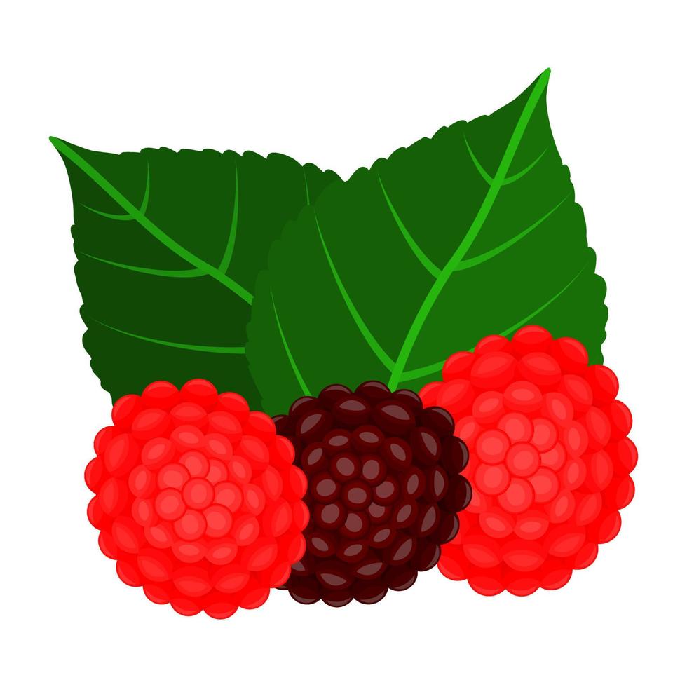 wild aardbei is een aardbei verscheidenheid dat heeft een zoet smaak en de kleur van deze fruit is rood en zwart vector