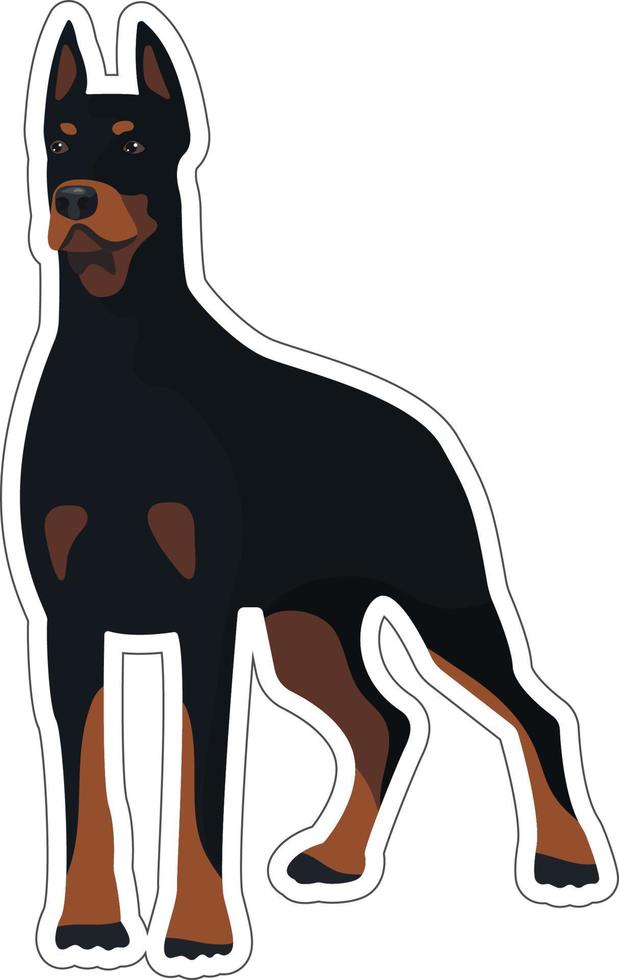 tekenfilm staand dobermann sticker in vlak vector stijl geïsoleerd Aan wit achtergrond. huiselijk dier