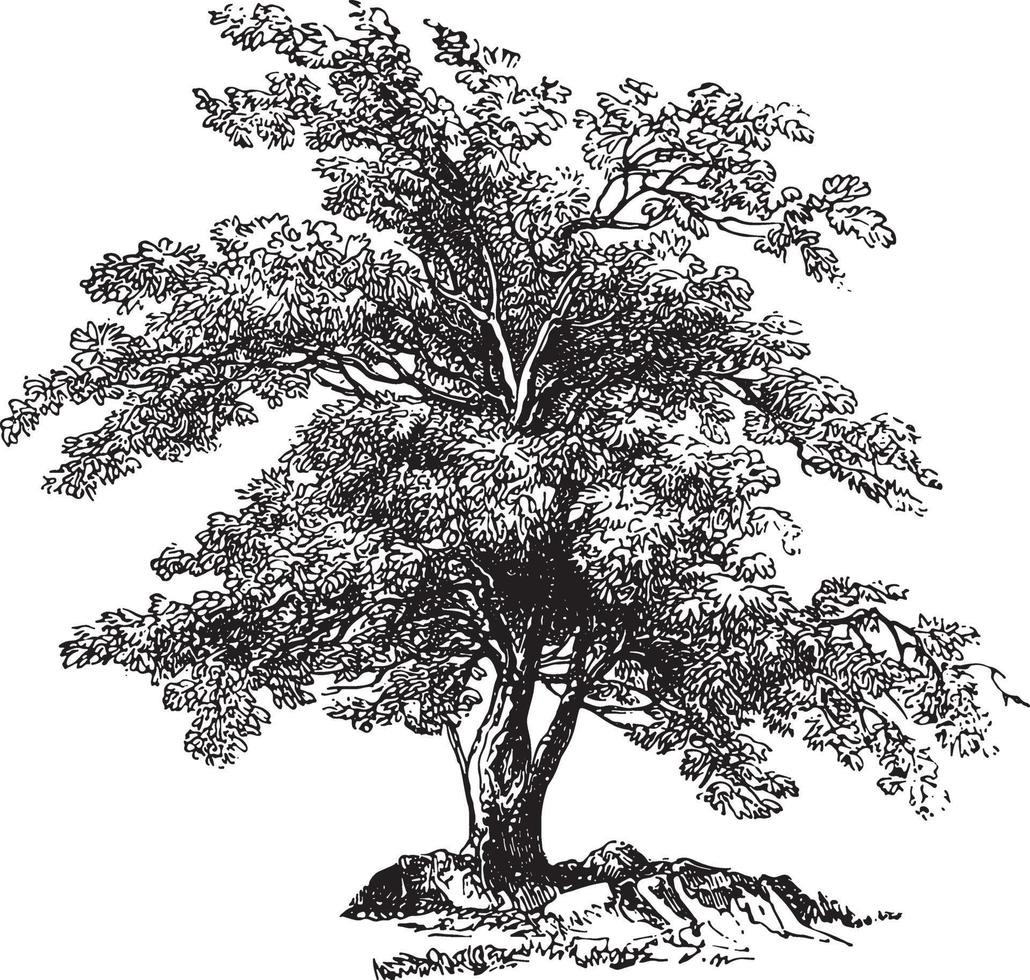 olijfboom vintage illustraties vector