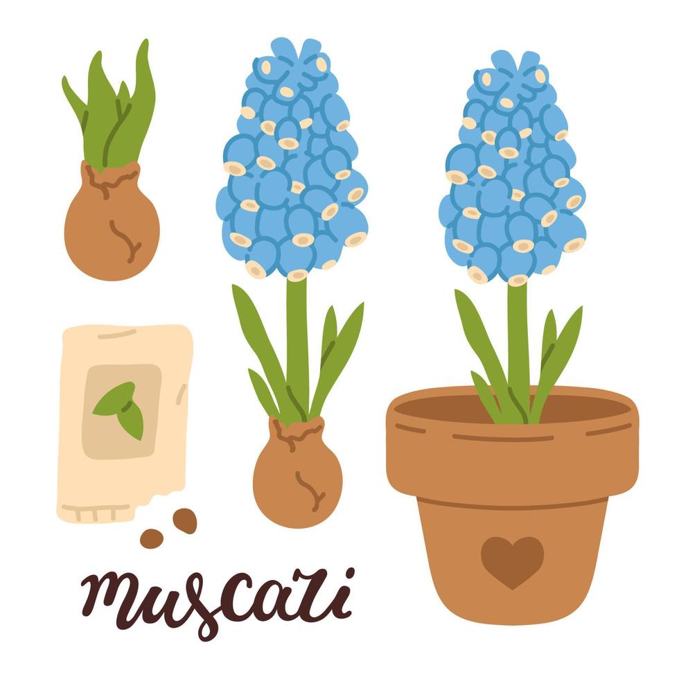 tekening muscari hyacint bloemen vector