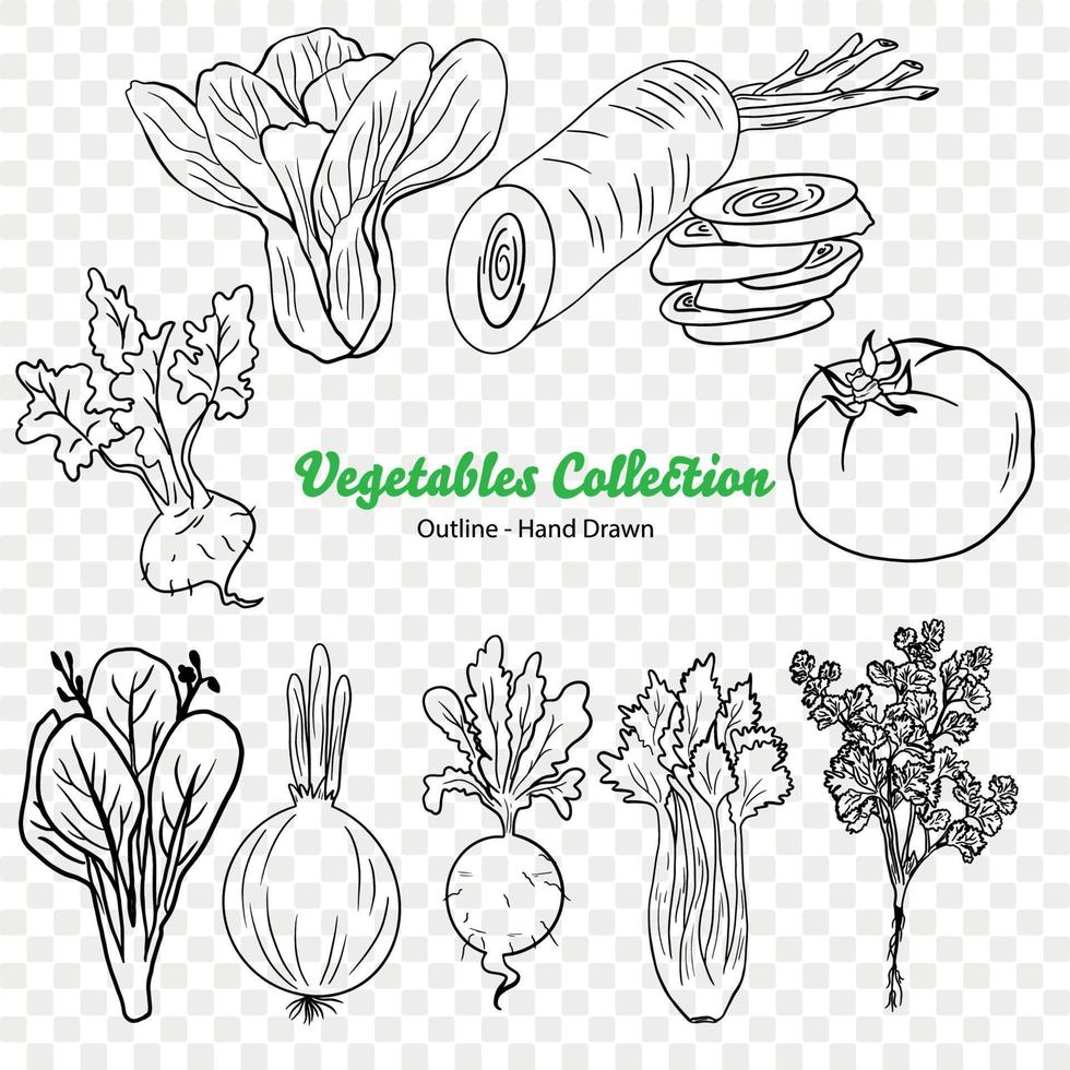 groenten vector illustratie, landbouw plant, salade ingrediënt, groente boerderij, veganistisch voedsel, biologisch voedsel