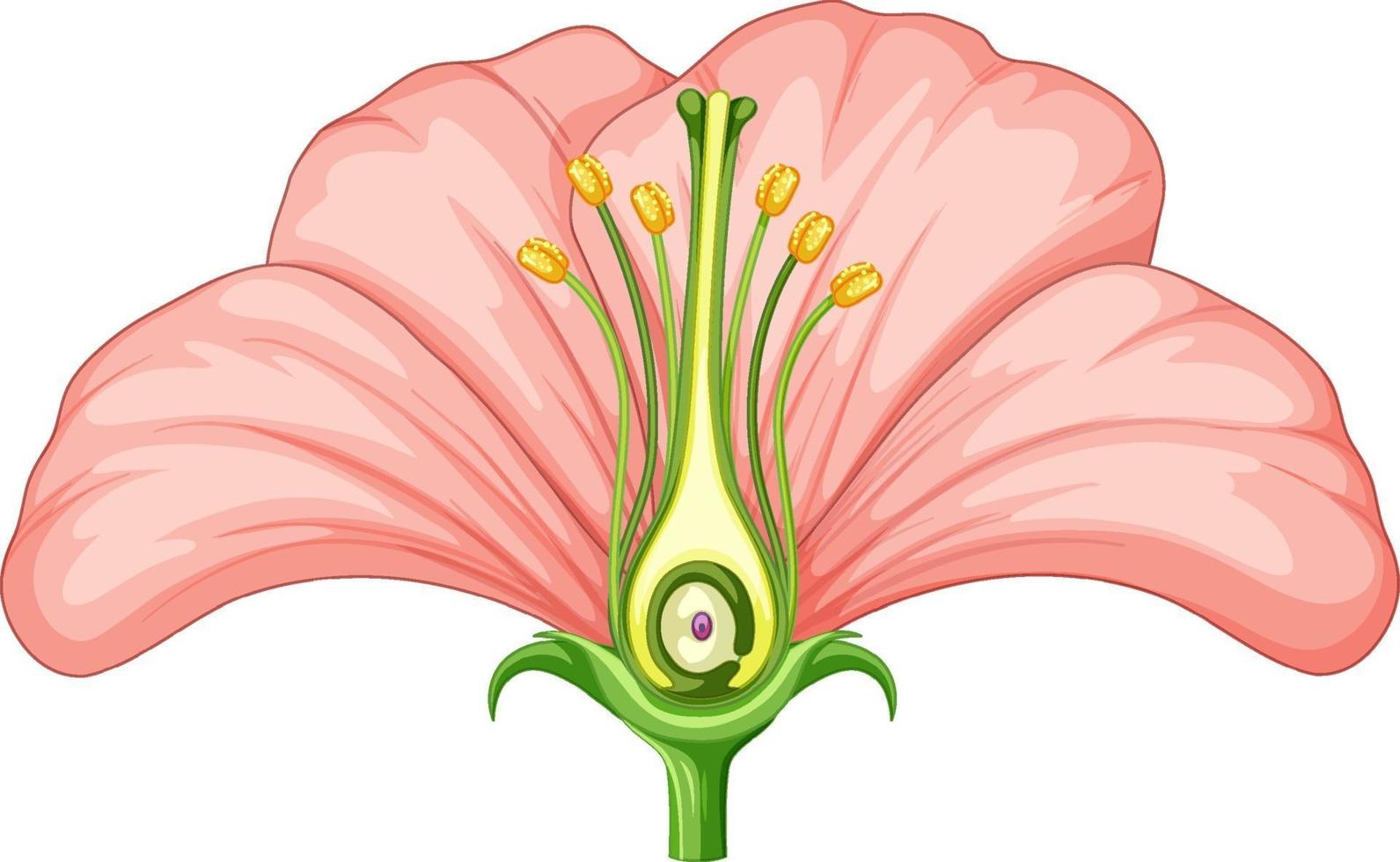 diagram met delen van bloem vector