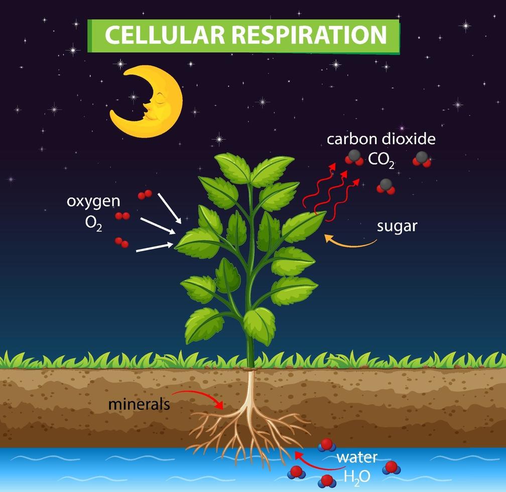 diagram dat het proces van cellulaire ademhaling toont vector