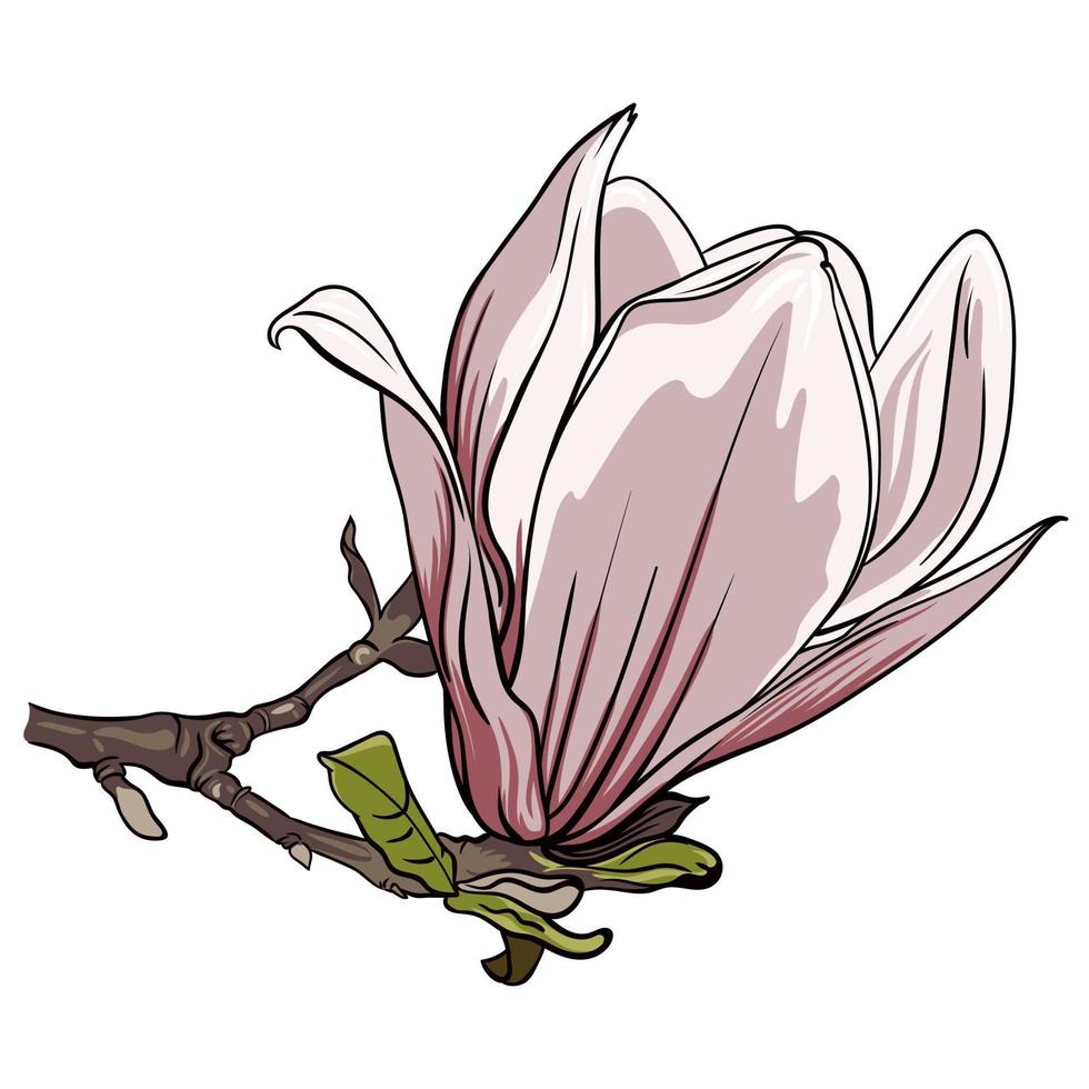 Afdeling van magnolia bloemen Aan wit achtergrond, vector illustratie