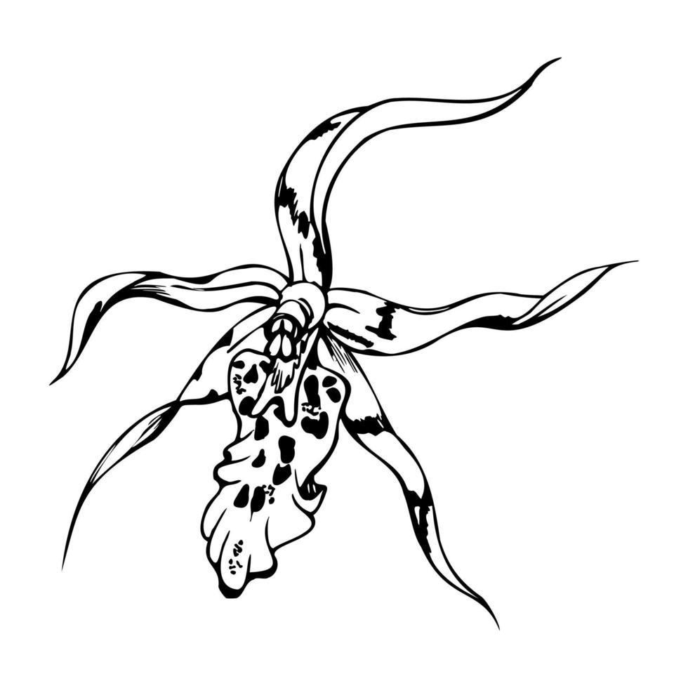 hand- getrokken vector inkt orchidee, monochroom, gedetailleerd schets. detailopname tekening van single brassia exotisch bloem. geïsoleerd Aan wit achtergrond. ontwerp voor muur kunst, bruiloft, afdrukken, tatoeëren, omslag, kaart.