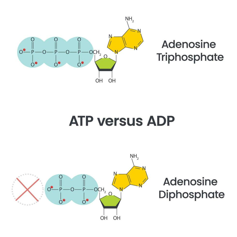 adenosine trifosfaat en adenosine difosfaat vergelijking en fiets wetenschap vector onderwijs infographic