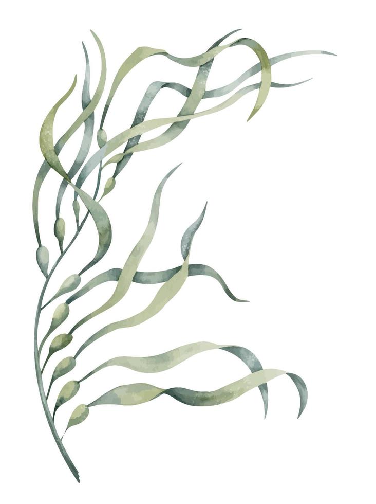 waterverf illustratie van onderwater- groen zeewier. tekening van onderzees algen. kleurrijk tekening van zee laminaria voor clip art. schetsen van marinier flora voor kunstmatig of voedsel productie etiket vector