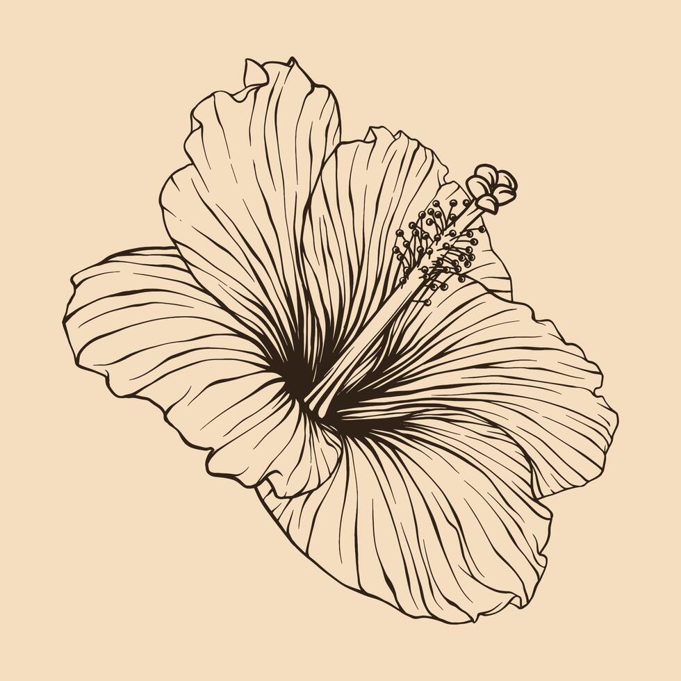 hibiscus bloem vector illustratie met lijn kunst