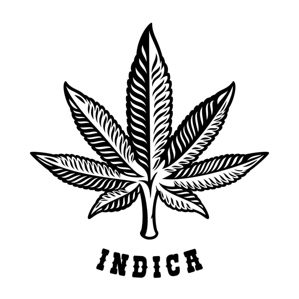 zwart-wit afbeelding van een indica van het cannabisblad op de witte achtergrond. vector