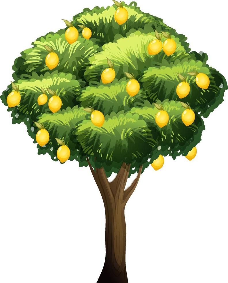 citroenboom geïsoleerd op een witte achtergrond vector