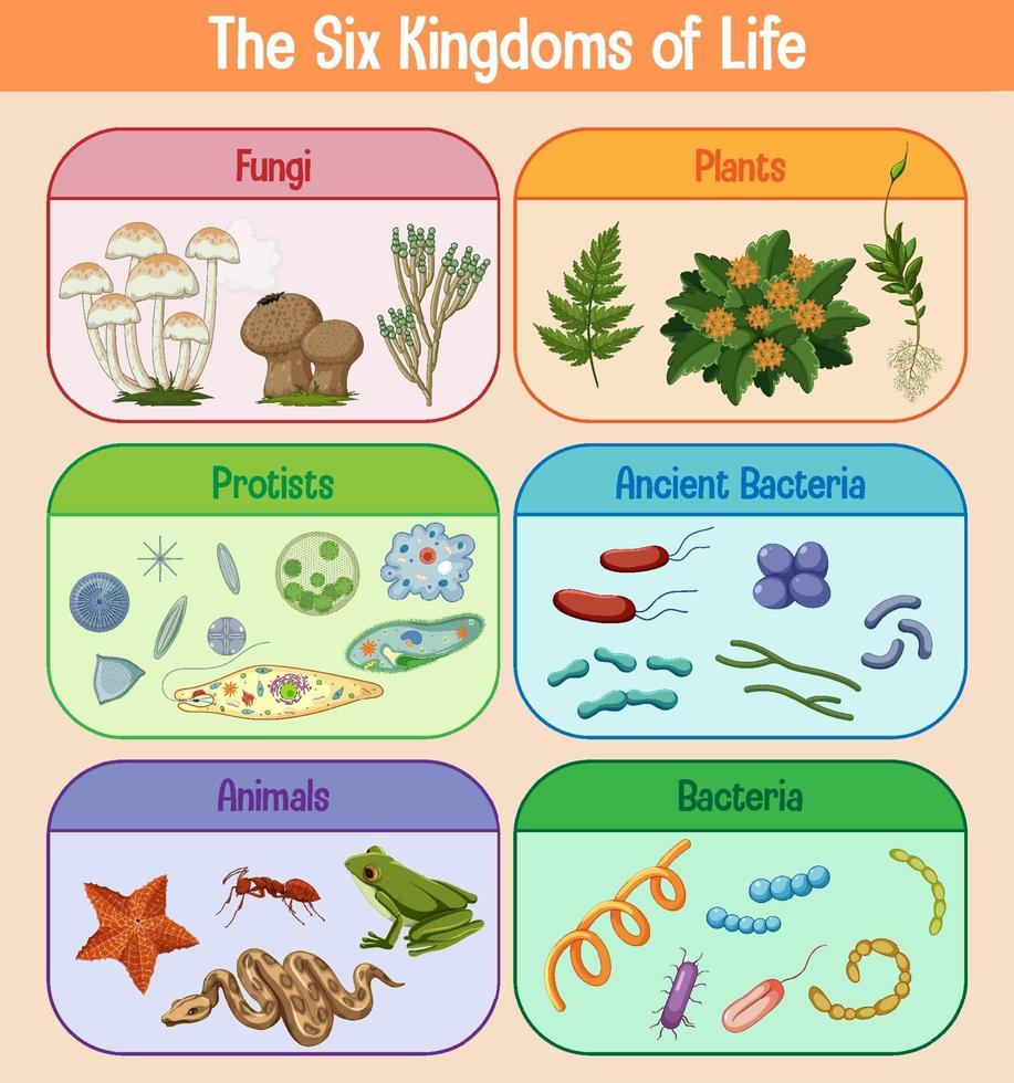 wetenschappelijke poster van zes koninkrijken van het leven vector