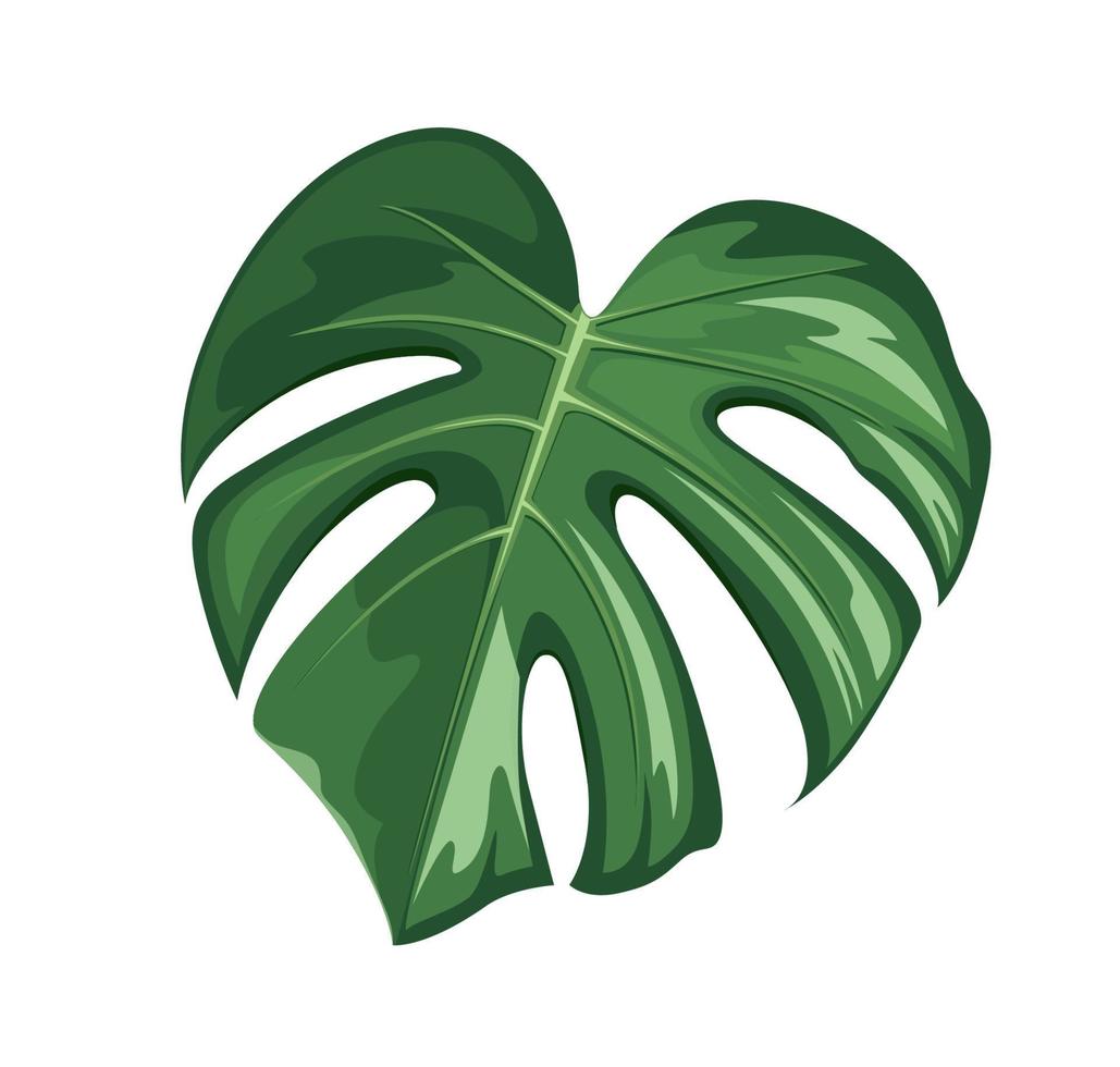 monstera blad, realistisch ontwerp geïsoleerd Aan wit achtergrond, vector eps 10 illustratie