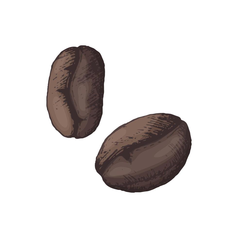 vector illustratie van 2 granen van koffie getrokken door hand- uitkomen in kleur. biologisch natuurlijk koffie voor merk en verpakking ontwerp, icoon voor logo of cafe naam