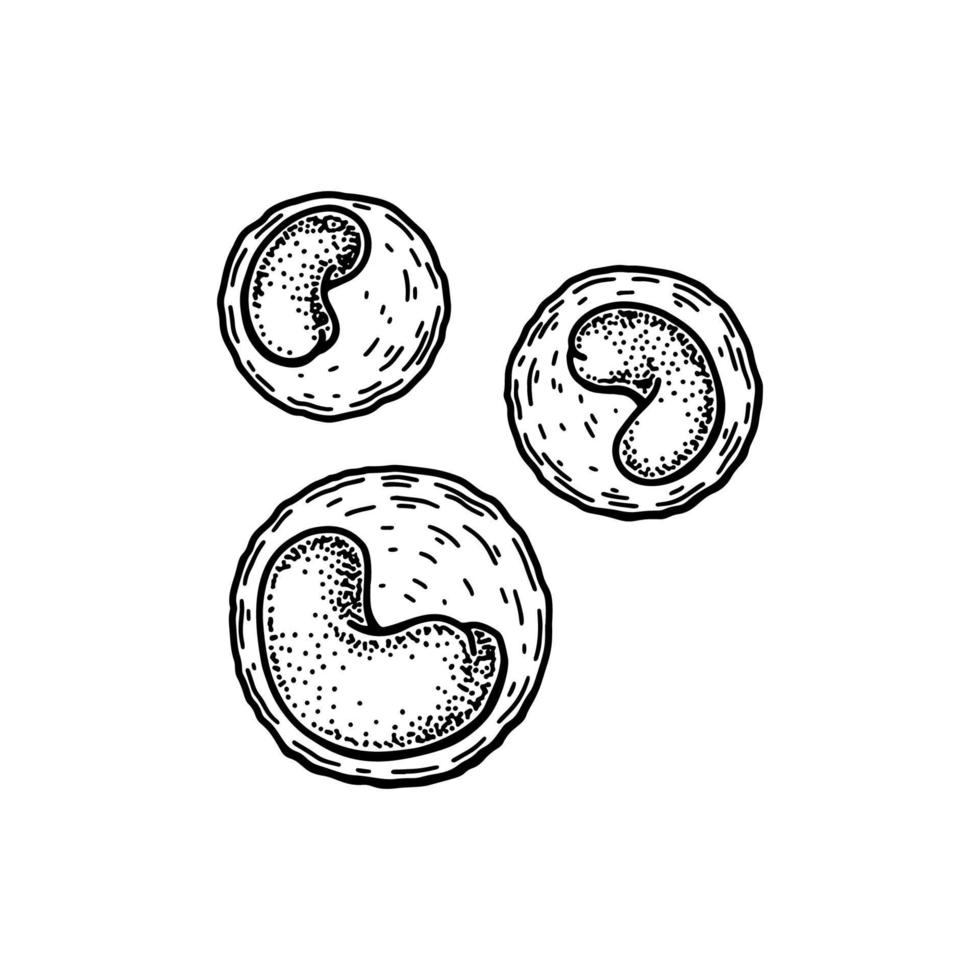 monocyte leukocyt wit bloed cellen geïsoleerd Aan wit achtergrond. hand- getrokken wetenschappelijk microbiologie vector illustratie in schetsen stijl