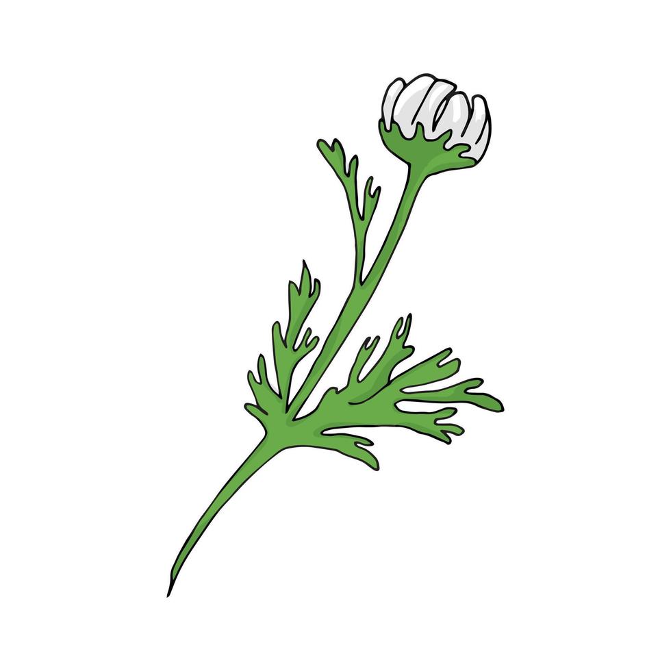 groeiend kamille bloem, vector illustratie Aan wit achtergrond, geïsoleerd