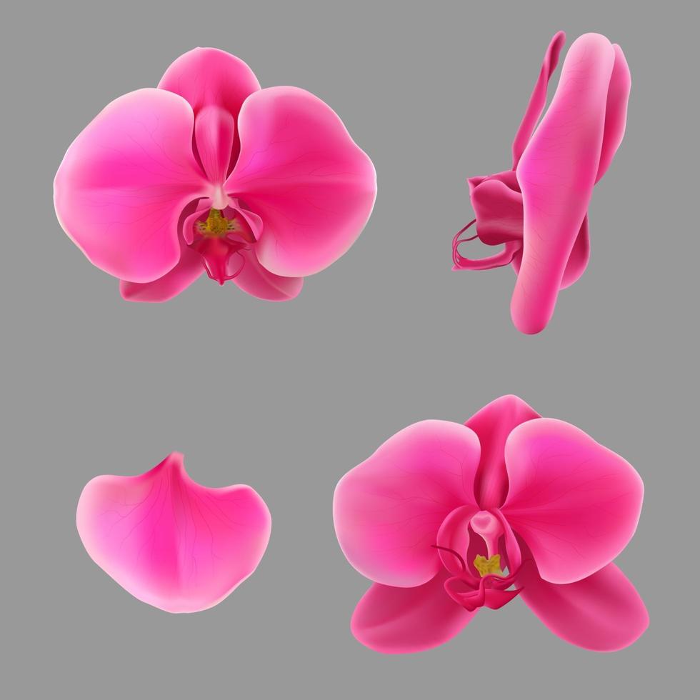 realistische maan orchidee bloem set vector