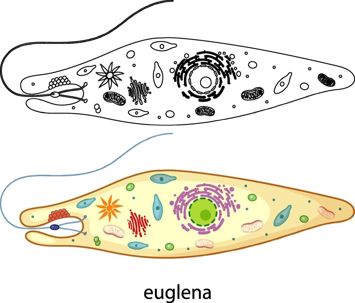 euglena in kleur en doodle op witte achtergrond vector