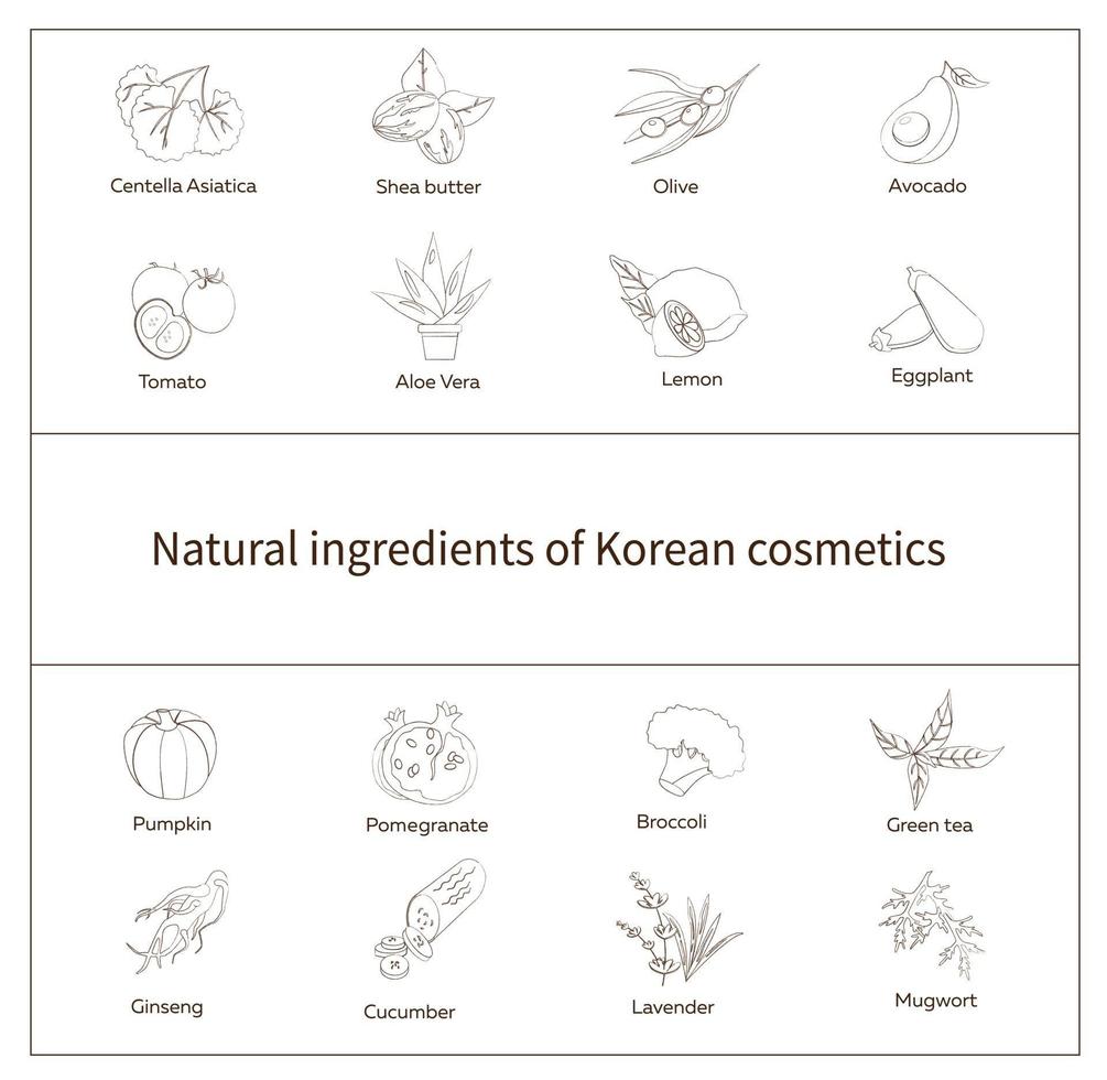 aardingrediënten van Koreaanse cosmetica. vectorillustratie in hand getrokken stijl vector