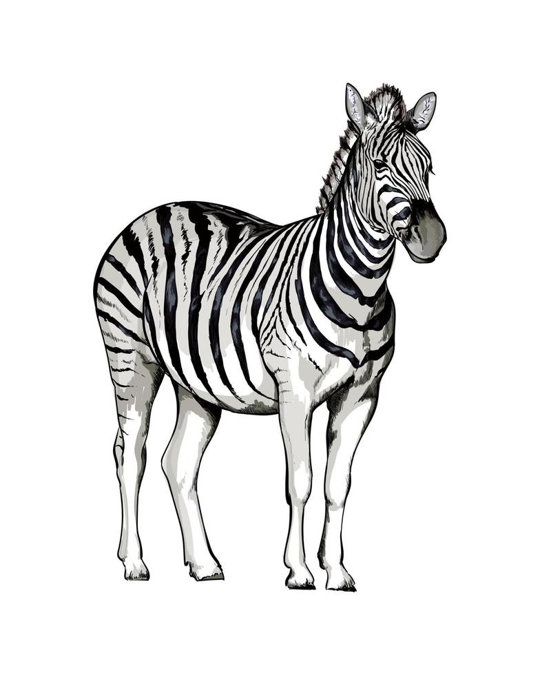 zebra uit een scheutje aquarel, gekleurde tekening, realistisch. vectorillustratie van verven vector