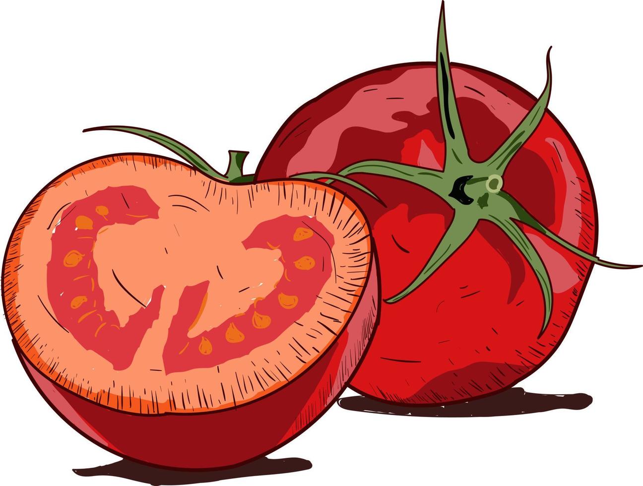 tomaat vector tekening. geïsoleerd tomaten Aan Afdeling. groente artistiek stijl illustratie. gedetailleerd vegetarisch voedsel schetsen. boerderij markt Product. Super goed voor label, banier, poster