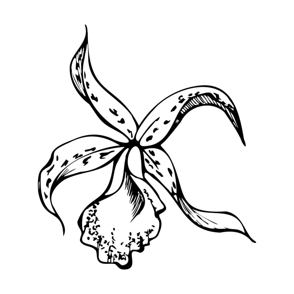hand- getrokken vector inkt orchidee, monochroom, gedetailleerd schets. detailopname tekening van single dendrobium exotisch bloem. geïsoleerd Aan wit achtergrond. ontwerp voor muur kunst, bruiloft, afdrukken, tatoeëren, omslag, kaart.