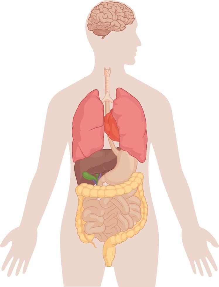 menselijk lichaam anatomie - hersenen, longen, hart, lever, darmen tekening vector