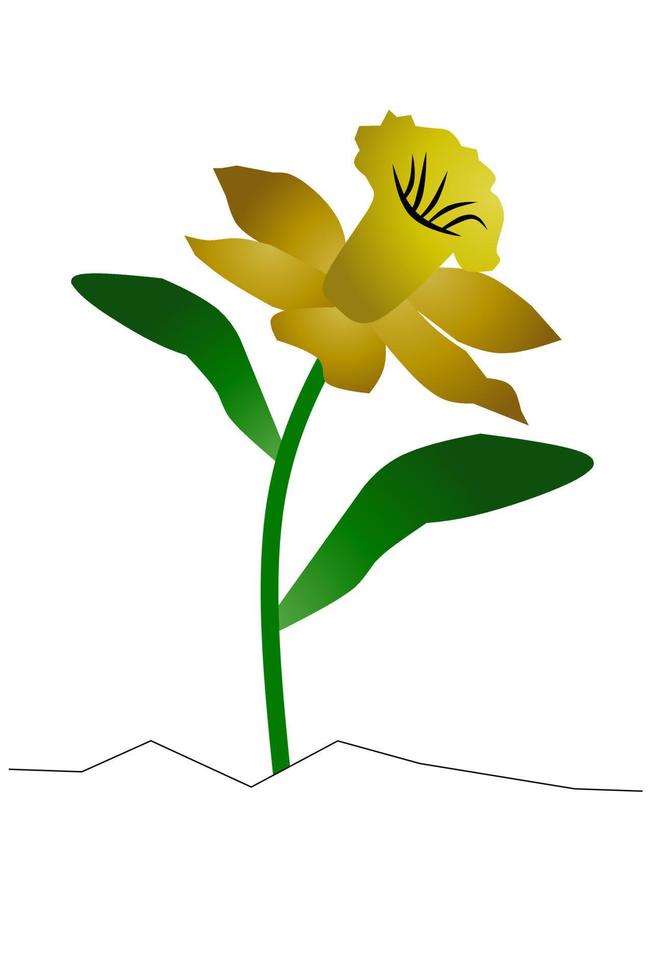 mooi gele narcis bloemen met wit achtergrond. vector illustratie.