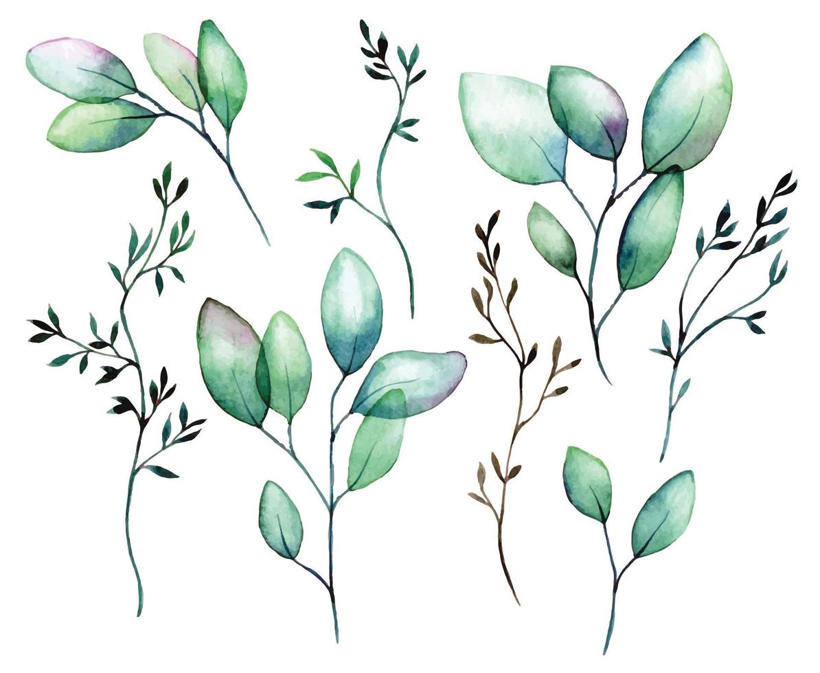 waterverf tekening. reeks van transparant eucalyptus bladeren. groen transparant eucalyptus bladeren geïsoleerd Aan wit achtergrond. clip art vector