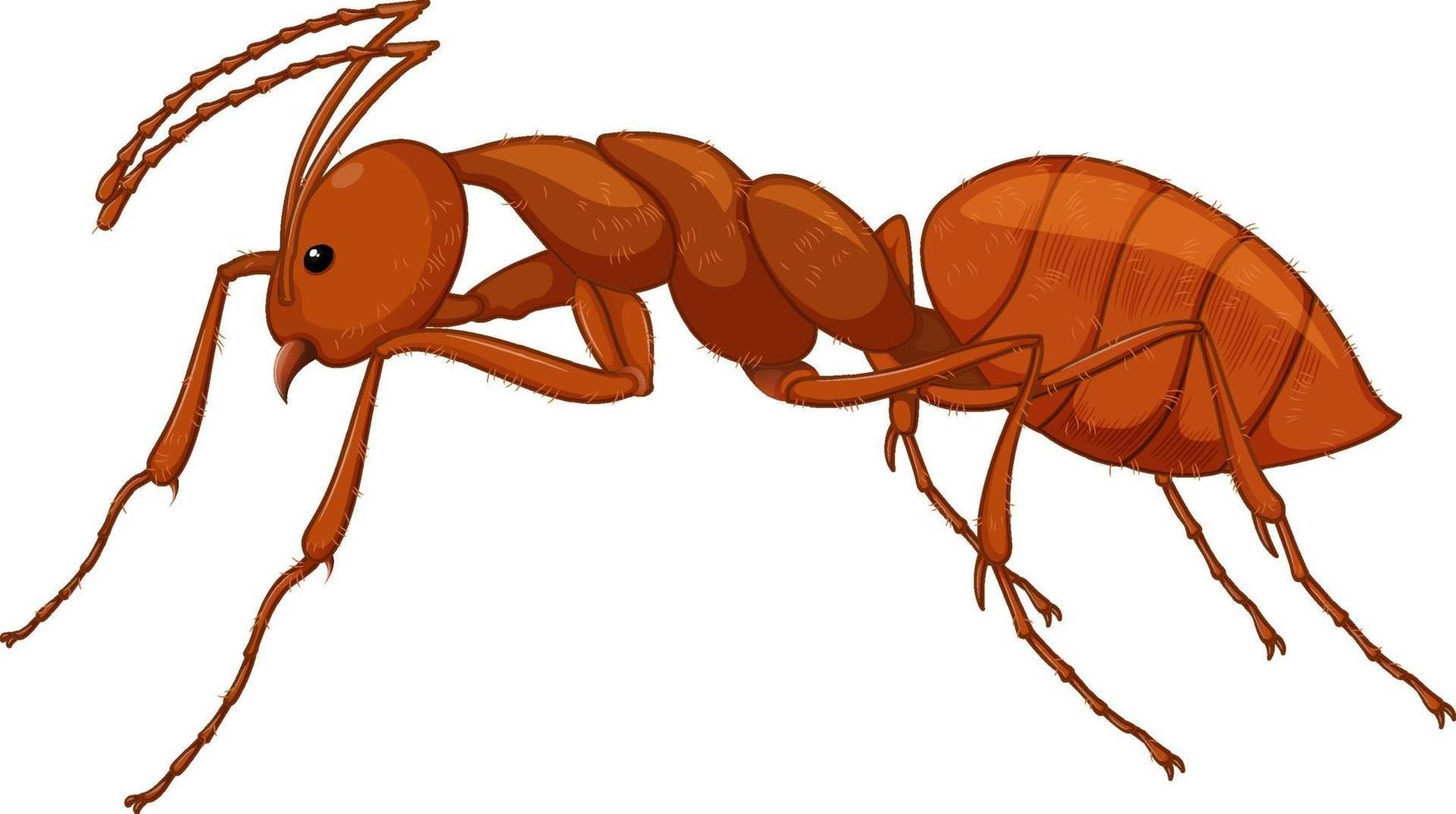 close-up van rode mier in cartoon stijl op witte achtergrond vector