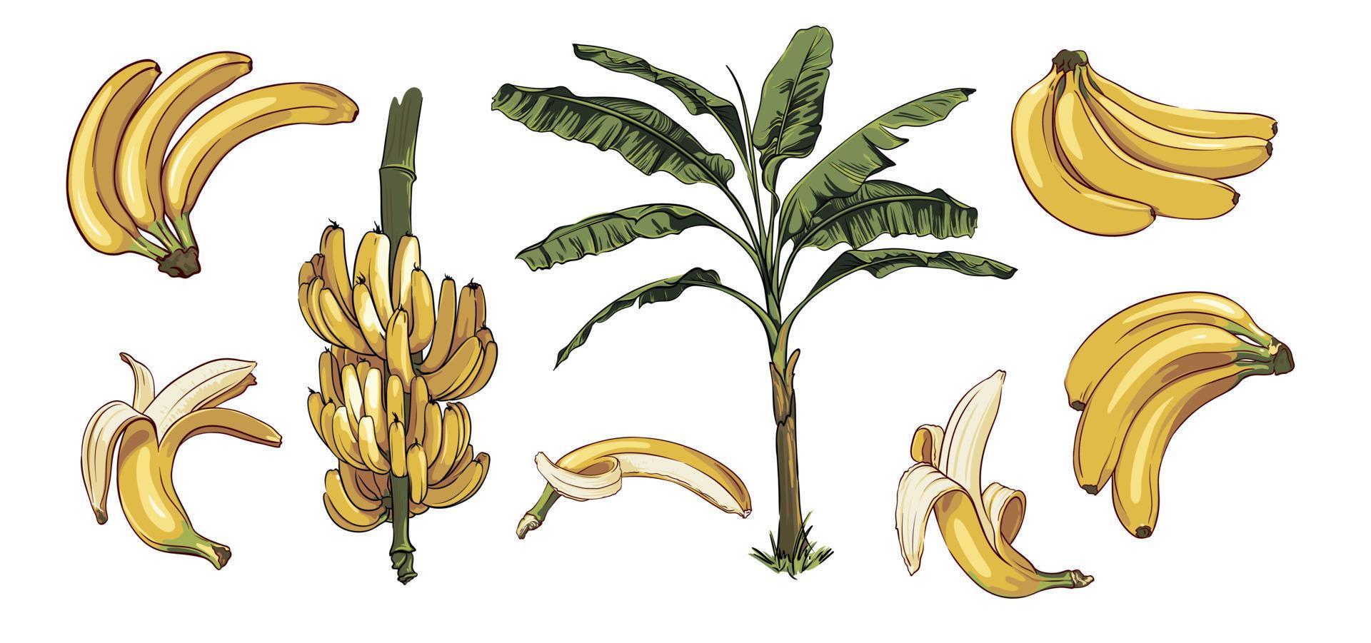 vector reeks van bananen en banaan palm. palm bladeren en takken. verzameling van hand- getrokken banaan elementen