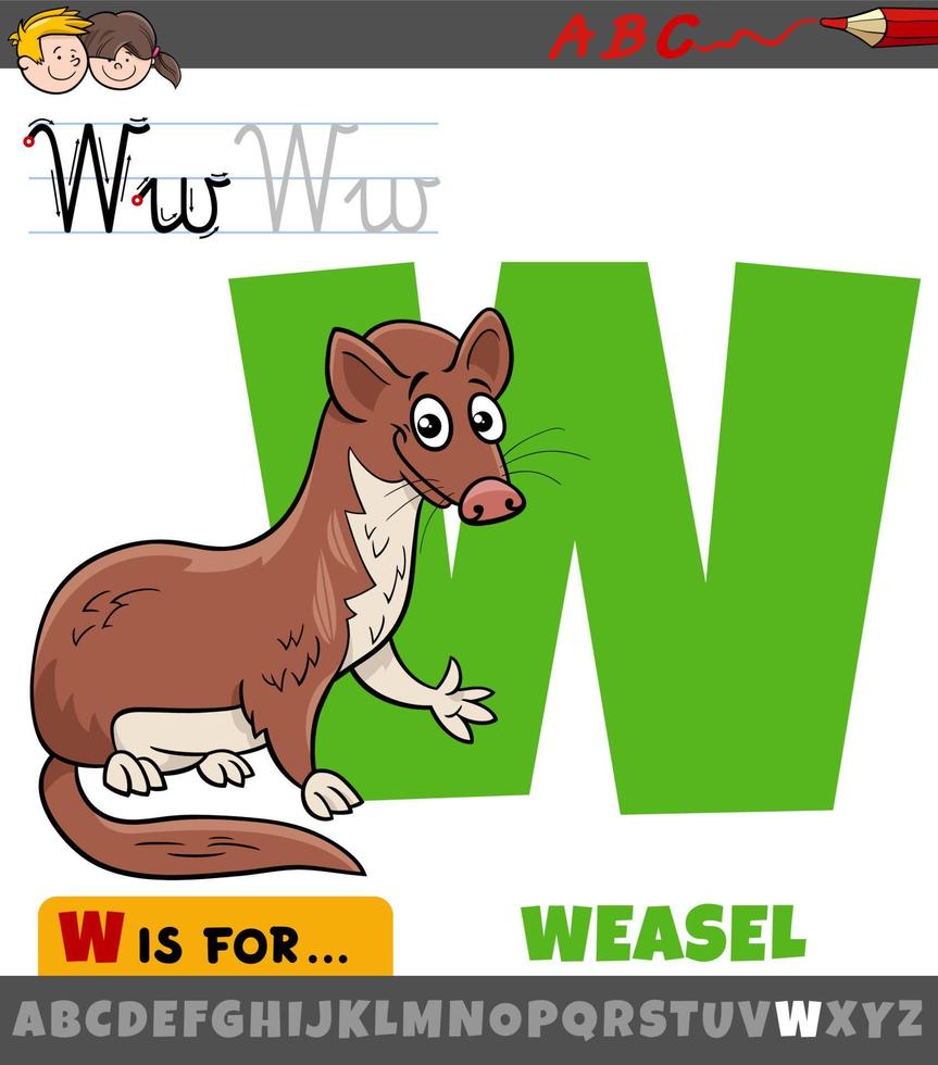 brief w van alfabet met tekenfilm wezel dier karakter vector