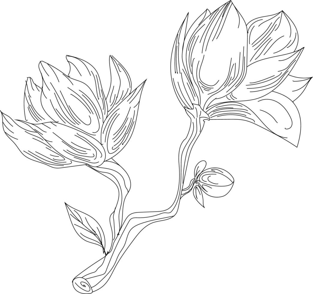 bloemen tekening met lijn kunst Aan wit achtergronden vector