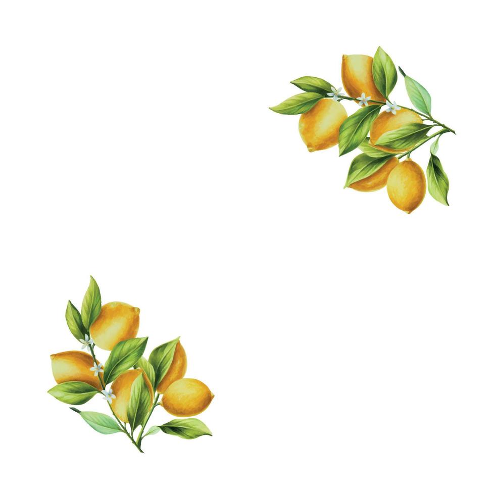 waterverf banier met vers rijp citroen met helder groen bladeren en bloemen. hand- getrokken besnoeiing citrus plakjes schilderij Aan wit achtergrond vector