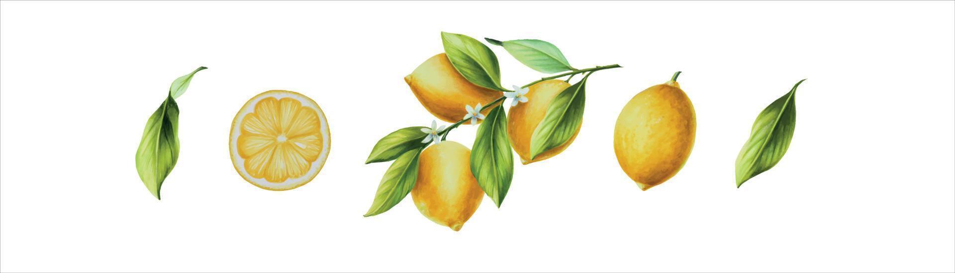 waterverf banier met vers rijp citroen met helder groen bladeren en bloemen. hand- getrokken besnoeiing citrus plakjes schilderij Aan wit achtergrond vector