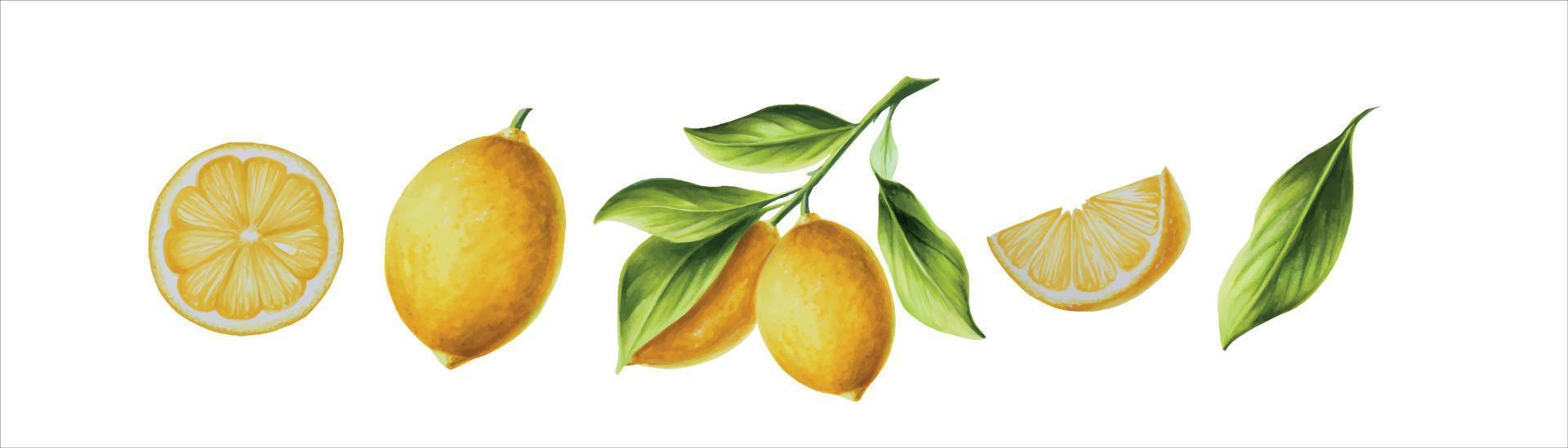 waterverf banier met vers rijp citroen met helder groen bladeren en bloemen. hand- getrokken besnoeiing citrus plakjes schilderij Aan wit achtergrond vector