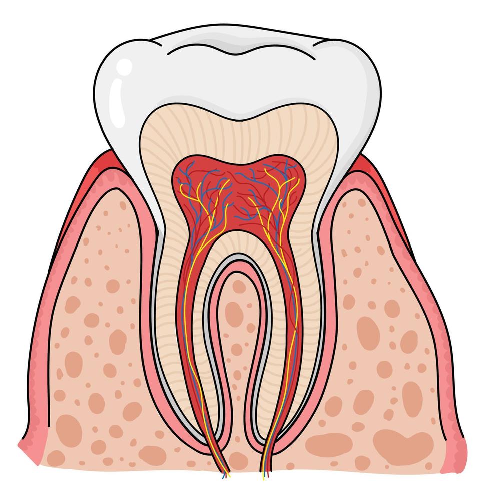 de anatomie van de tand. vector