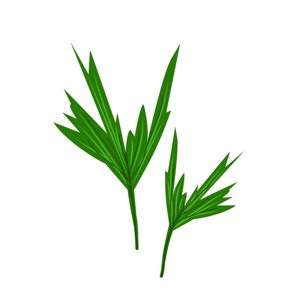 grote groene palmbladeren, florale decorelement in vlakke stijl, vectorillustratie, groen blad van exotische bloem. vector