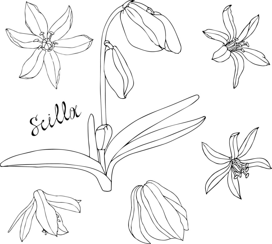 scilla monochroom contour. tekening hand- getrokken. element ontwerp. vector