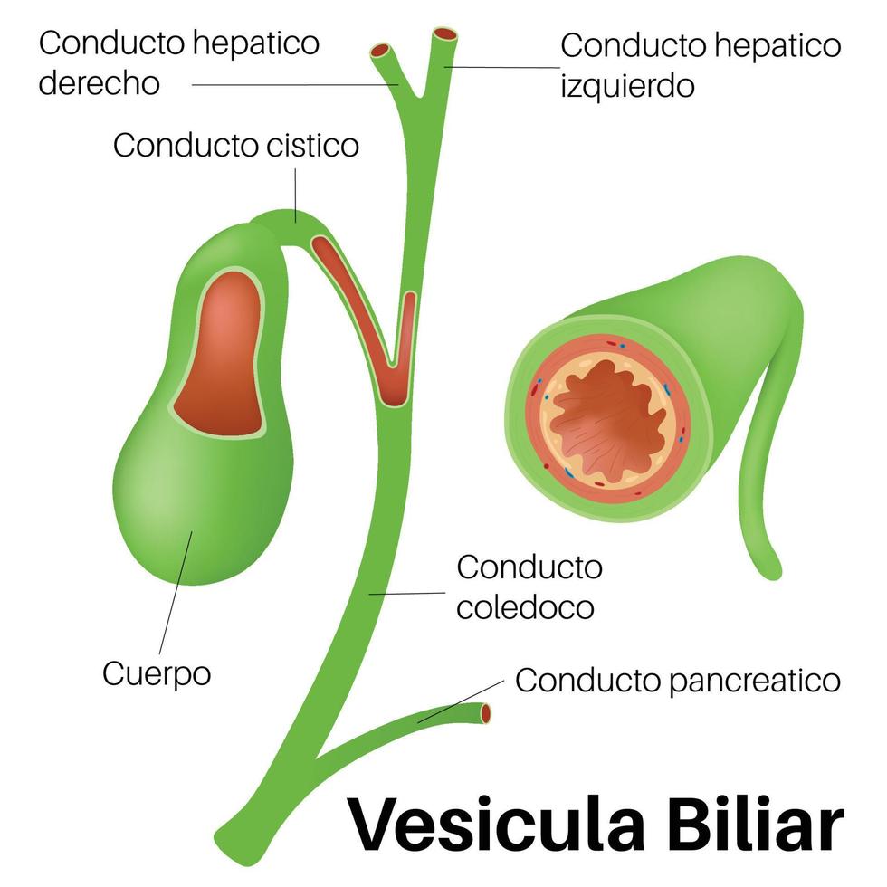 blaasjes gal in menselijk lichaam. vector