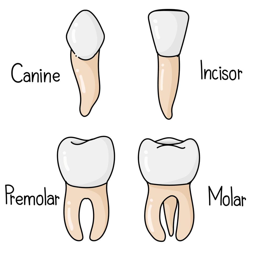 Daar zijn 4 types van tanden in de mondeling. vector