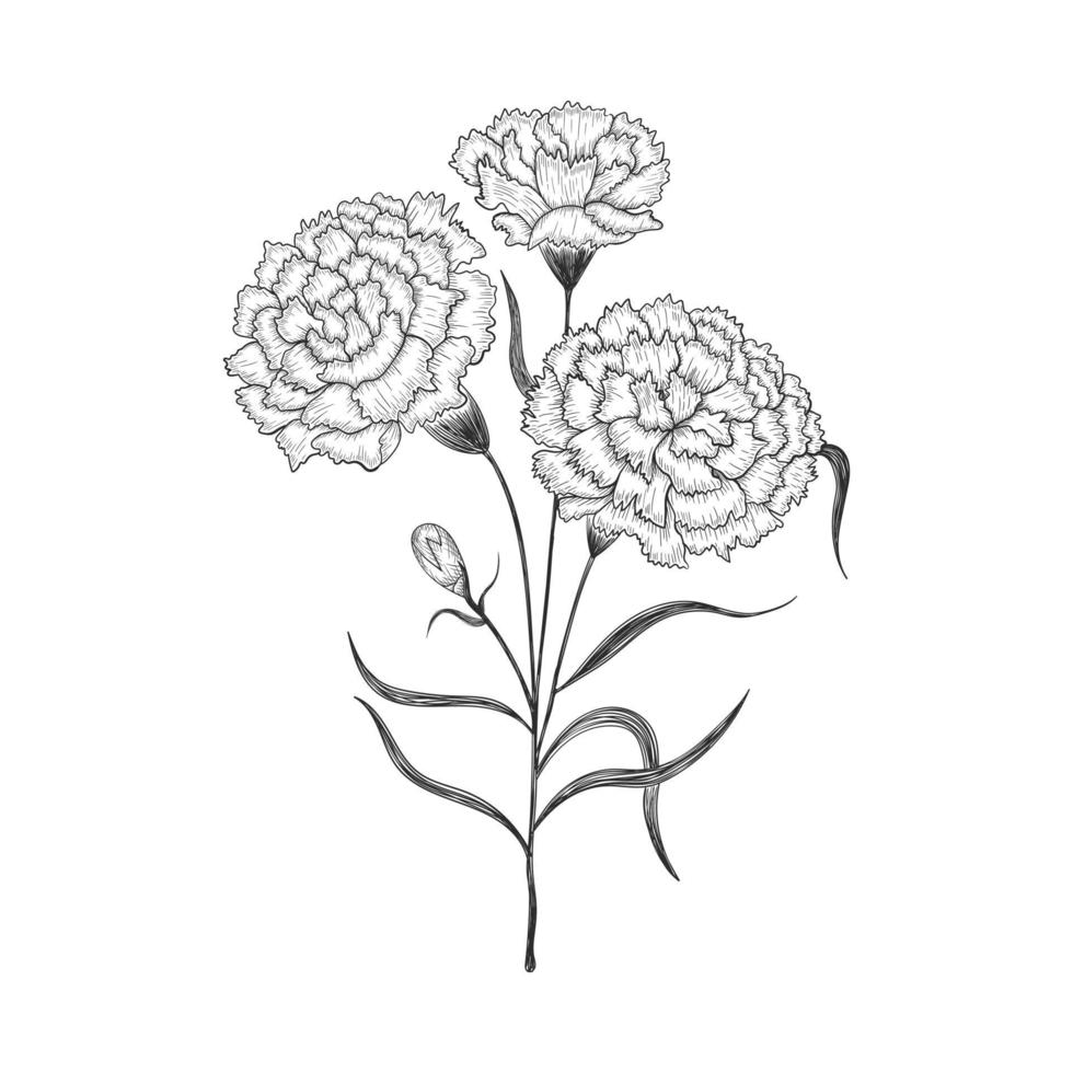 hand getrokken anjerbloemen en bladeren die illustratie trekken op witte achtergrond wordt geïsoleerd. vector