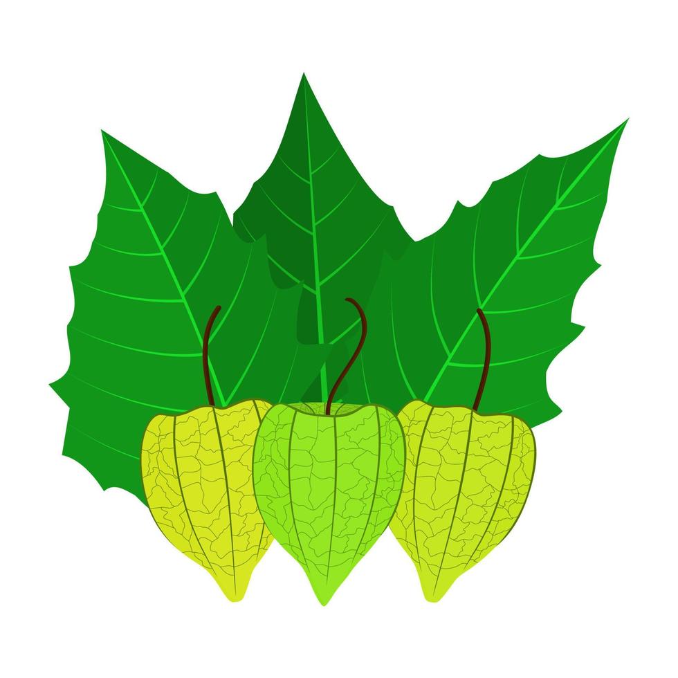 ciplukaan fruit is een fruit dat heeft een zoet en een beetje verzuren smaak. deze fruit heeft Gezondheid voordelen voor de lichaam vector