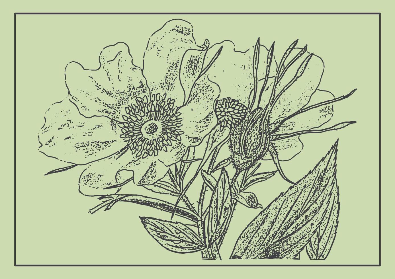 hondenroos bloem monochroom ontwerp element. botanisch tekening in gravure stijl. groet kaart en uitnodiging van de bruiloft, verjaardag vector