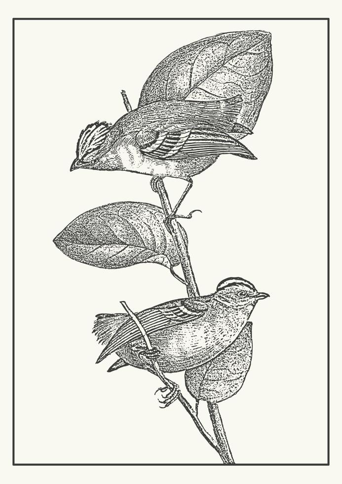 goudgekroond kinglet vogelstand Aan de Afdeling schetsen illustratie. wijnoogst fauna kunst. hand- getrokken calyptura schetsen voor prints of textiel vector