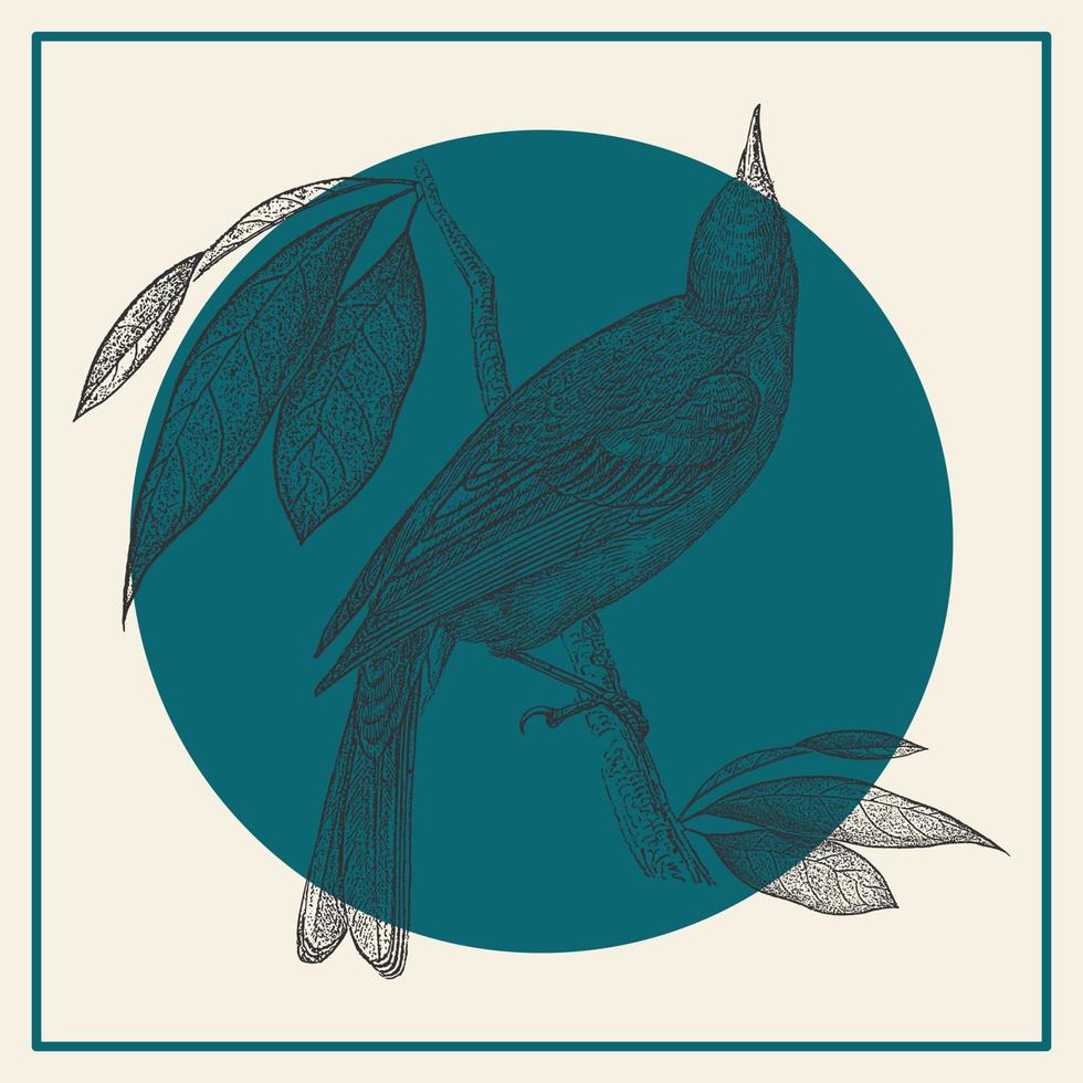 vogel gravure illustratie kaart in blauw kleuren. wijnoogst fauna en flora kunst. monochroom tanager Aan de Afdeling schetsen voor prints of textiel vector