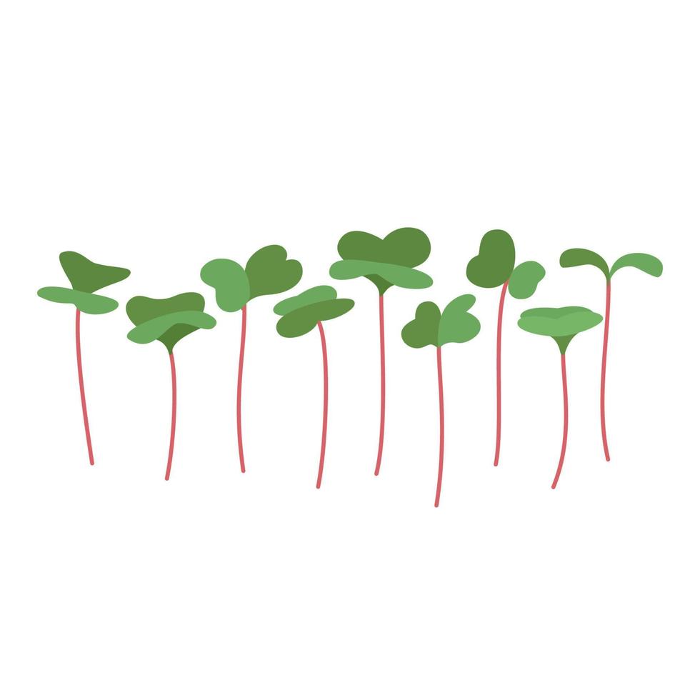 zaden en spruiten van microgreens van radijs. ontwerp element. vector illustratie.