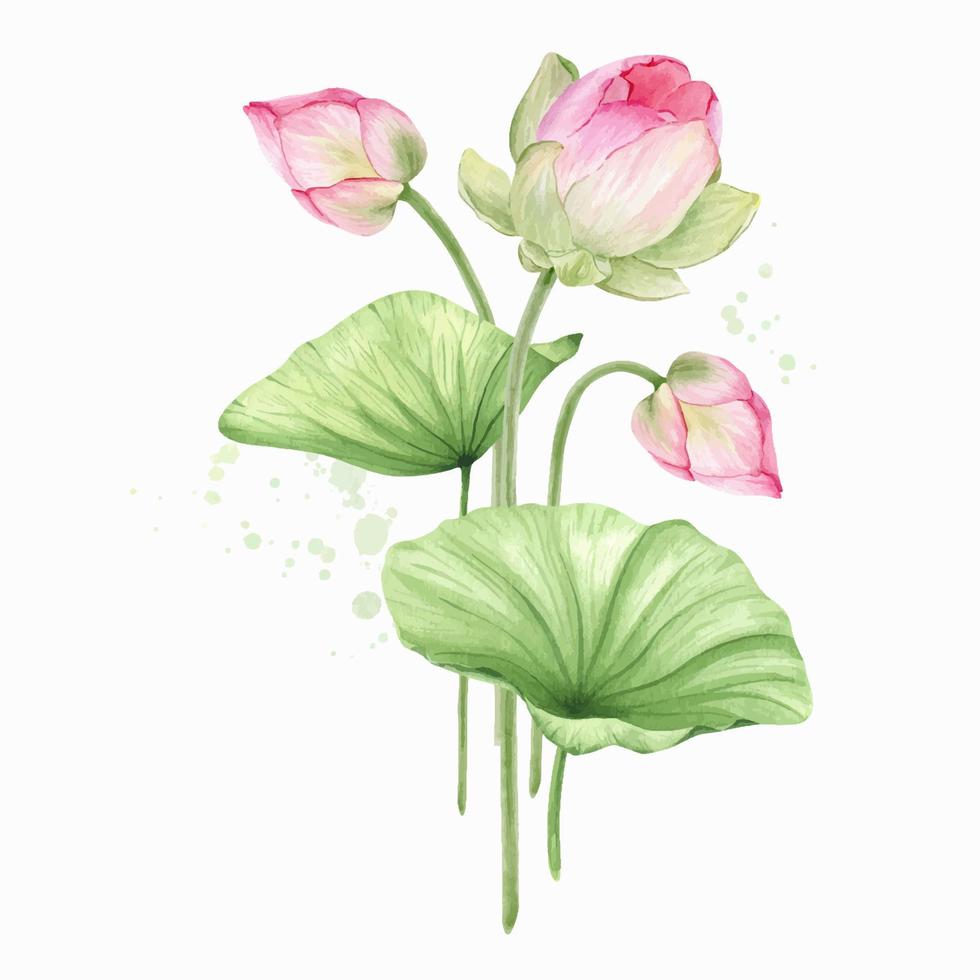 roze lotus bloemen en bladeren. waterverf illustratie. samenstelling met lotus. Chinese water lelie. ontwerp voor de ontwerp van uitnodigingen, film affiches, stoffen en andere artikelen. vector