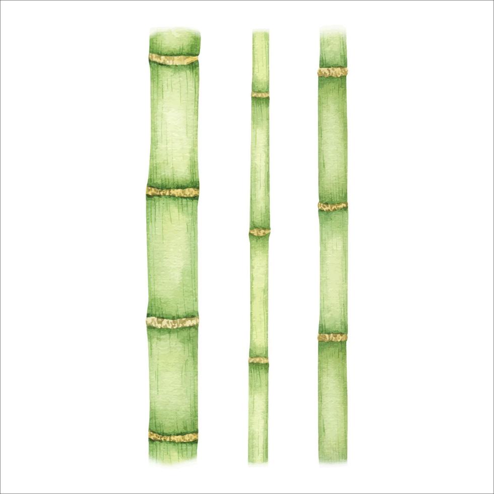 reeks van bamboe stengels . groen bamboe. waterverf illustratie, hand getekend. geïsoleerd Aan wit achtergrond. vector