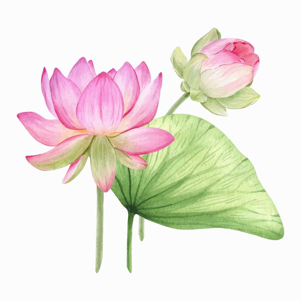 roze lotus bloemen en bladeren. waterverf illustratie. samenstelling met lotus. Chinese water lelie. ontwerp voor de ontwerp van uitnodigingen, film affiches, stoffen en andere artikelen. vector