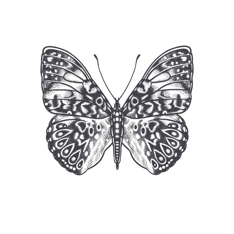 vlinder geïsoleerd Aan wit achtergrond. vector